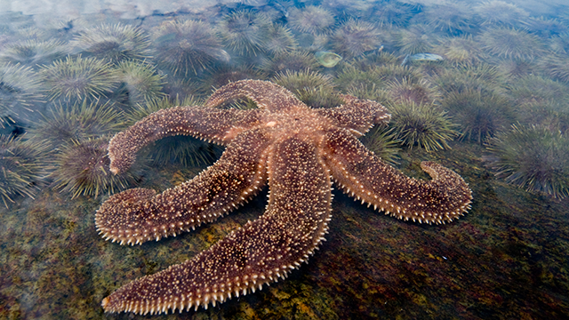 Sous la surface, une étoile de mer bourgogne est entourée d’oursins.