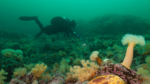 Plongeur sous-marin explorant un fond marin recouvert d’algues et d’organismes marins colorés, avec de grands anémones blanches au premier plan dans une eau vert émeraude.