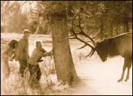 Elk Photo by Gary Moore