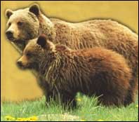 Photo by Terry Willis