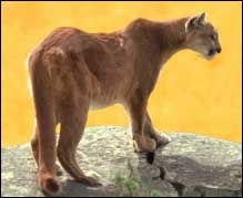 This Is Also Cougar Country