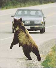 Photo: Chuck Bartlebaugh, CWI - An animal can run in front of you in an instant.