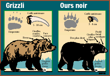 Grizzli - Ours Noir
