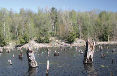 Stumps from the virgin forests that were inundated by dam construction