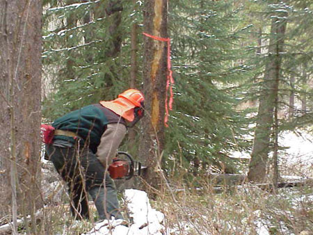 photo shows worker with chainsaw cutting down a pine tree colonized by mountain pine beetle