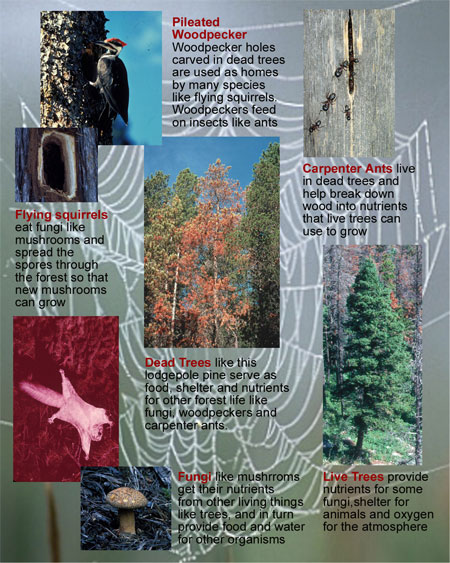 The relationship between producers, consumers and decomposers is often depicted as a “food web”. A healthy forest has many food webs, including important webs created by dead trees.