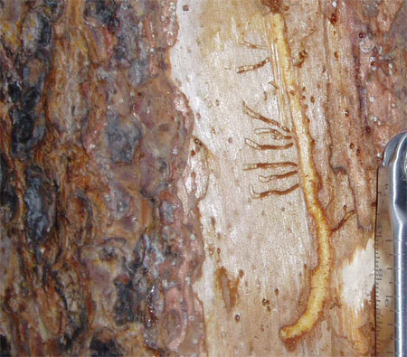 photo shows a j-shaped gallery carved in the inner bark of a pine tree.