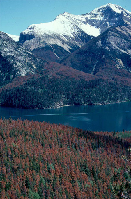  Photo illustrant un lac bordé de versants boisés de chaque côté. Un grand nombre des arbres de la forêt sont rouges.
