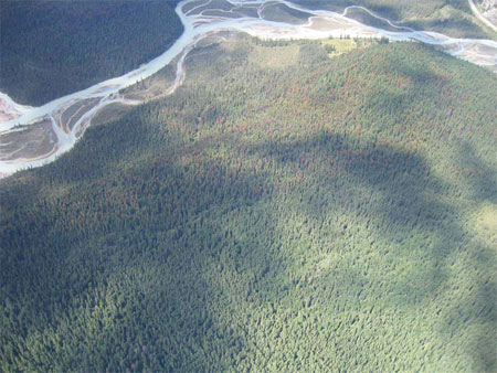 Aerial photo showing patches of red trees killed by mountain pine beetle adjacent to a river.