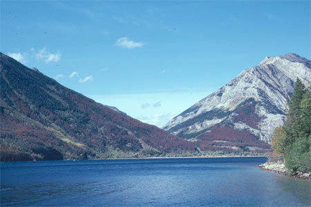 View of the slopes of Bertha Mountain above the Waterton townsite.   These are old lodgepole pine forests (last disturbance by fire was in 1855), which were highly vulnerable to the beetle.  They are very heavily impacted, especially on the lower slopes. 