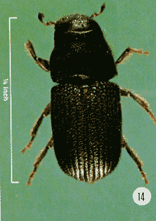 Photo showing an adult mountain pine beetle. The beetle is a quarter of an �0;0;A; inch long, and black in color.