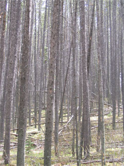 Photographie rapprochée d’une
            forêt de pins dense dans le parc national Banff