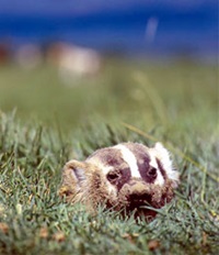 Badger lying in the grass