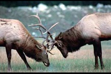 Two elks facing each other