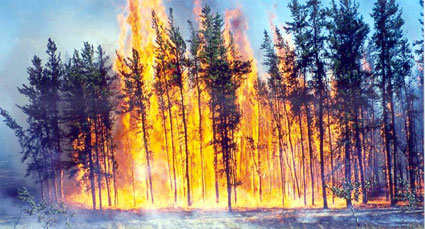Raging forest fire