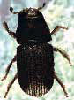 Mountain pine beetle
