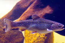 Brook (or speckled) trout