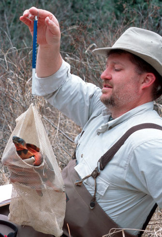 Warden weighing a turtle