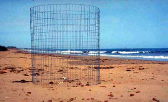 Piping plover in a predator exclosure