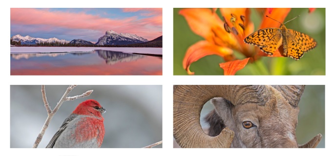 Photo montage of mountains at sunrise, an orange butterfly on a flower, red headed songbird, and close-up of a Bighorn sheep.