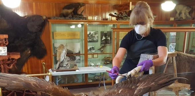 A collections specialist delicately cleans the wing of a golden eagle specimen. 