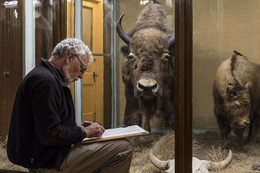 Un participant dessine un bison, l’un des spécimens d’histoire naturelle du musée.  