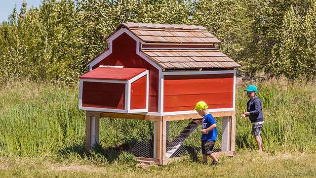 Boys look at chicken coop