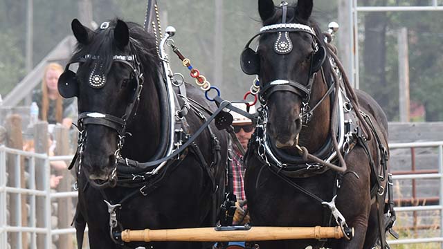 Gros plan sur deux chevaux parés d'équipements, avec leur soigneur qui les guide lors d'un événement de type rodéo.
