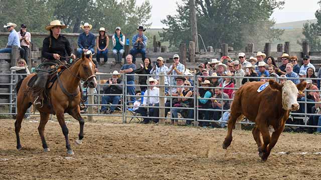 Cavalier et veau dans un manège de rodéo