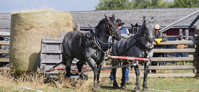 Heavy horses pull a hay bale.