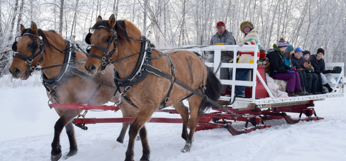 A group of friends enjoying a sleigh ride through a snowy forest.