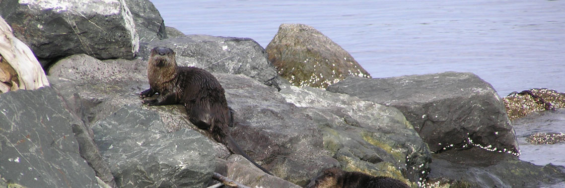 Une loutre de rivière se repose sur des rochers. Elle regarde l'appareil qui la prend en photo. 