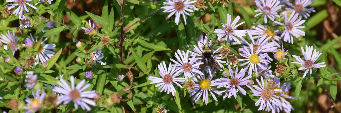Bee on flower in meadow.