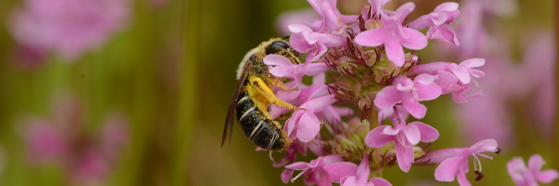 Une abeille s’arrêtant sur un plectritis rosé.