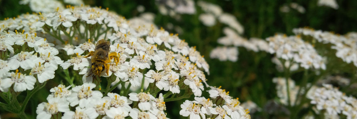 Abeille pollinisant une achillée millefeuille en été.