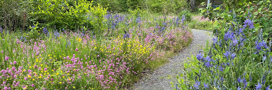 Éclosion de fleurs sauvages – camassies, renoncules et plectritis rosés – le long d’un sentier.