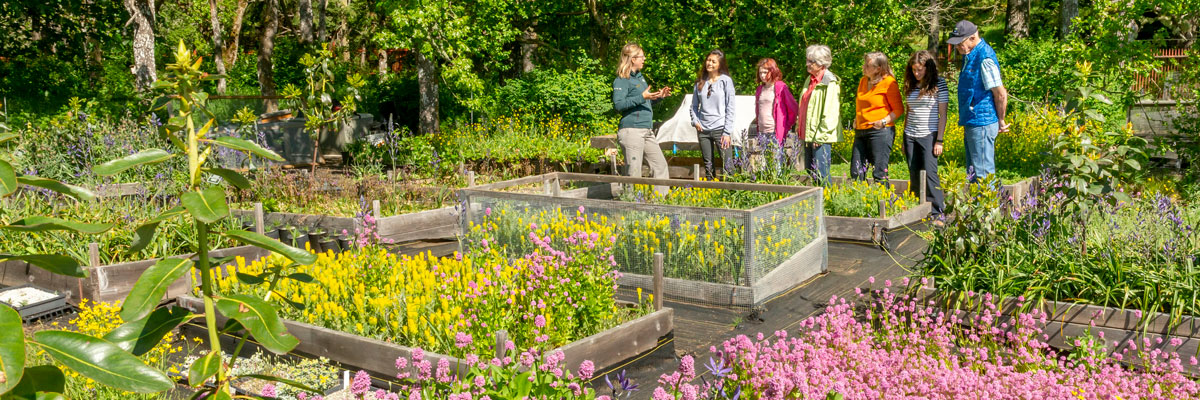 Un petit groupe de personnes écoute une interprète de Parcs Canada parler de la pépinière de conservation remplie de fleurs roses, jaunes et violettes.