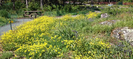 A display of yellow Buttercup flowers.