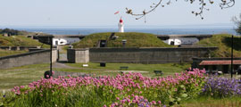 Colourful pink and purple flowers with Fort Rodd’s wall in the background.