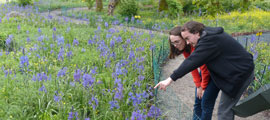 Deux personnes regardent des fleurs de camas mauves.