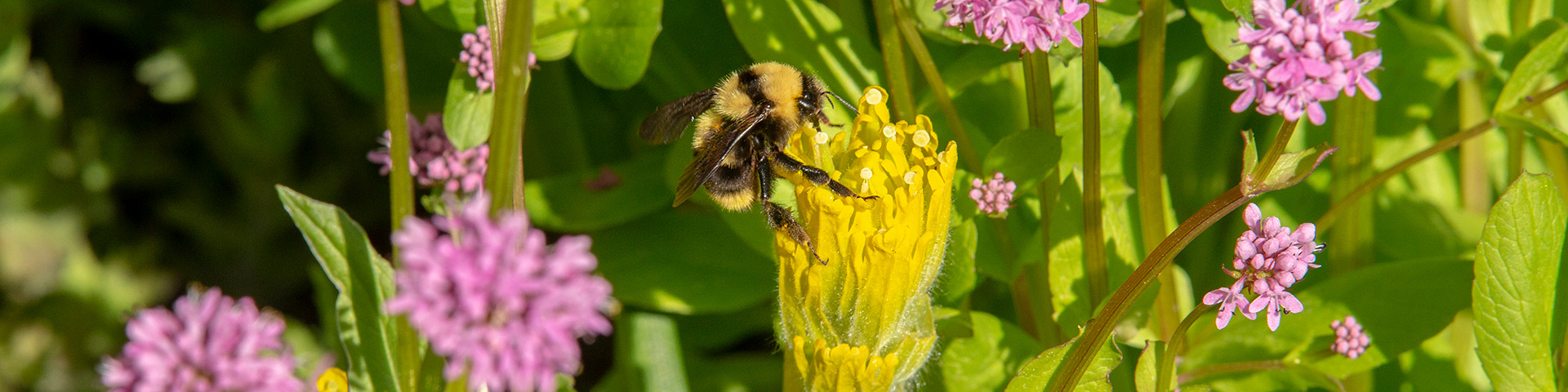 A native bumblebee on a Golden Paintbrush flower.