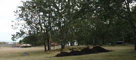 A pile of fresh mulch.