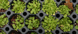 Plant boxes with sprouting seeds. 