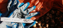 A gardening glove with a plant label resting on bulbs.