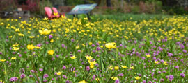 A field of yellow and pink flowers.