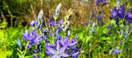 Un champ de fleurs de camas mauves.