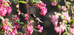 An Anna’s hummingbird among Red-flowering currant.