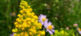 Goldenrod with yellow flowers in the meadow.