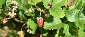 A coastal strawberry plant with a ripped fruit.