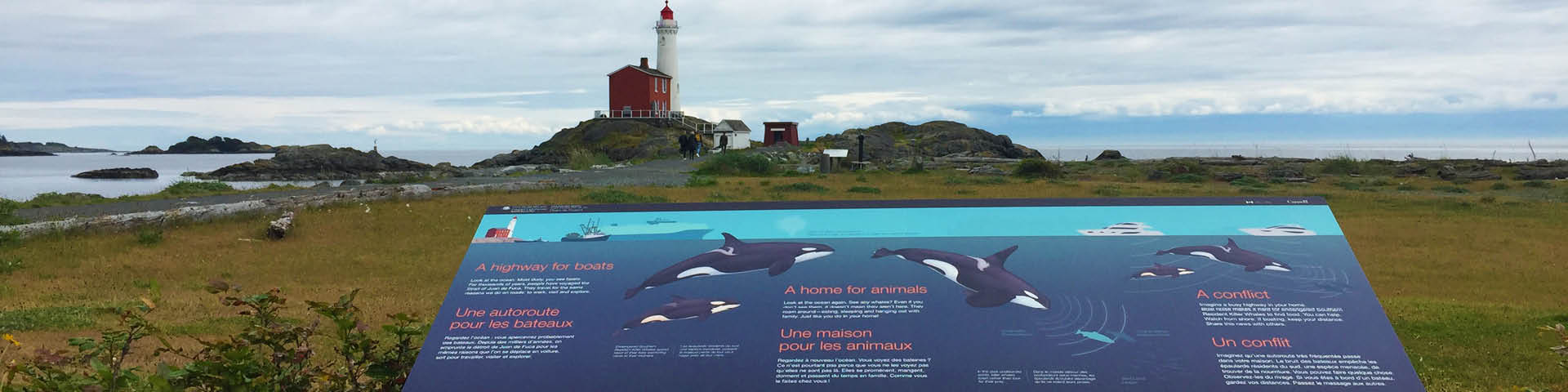Un panneau d’interprétation illustrant des épaulards utilisant l’écholocalisation. Au loin un phare. 